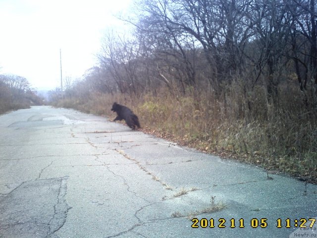 Фото: ньюфаундленд Несси Блэк с  Лесной Заимки