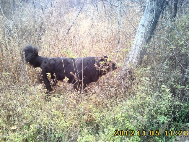 Фото: ньюфаундленд Несси Блэк с  Лесной Заимки