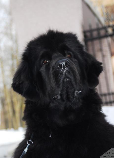 Фото: ньюфаундленд Сент Джонс Жозефина (Sent Djons Zhozefina)