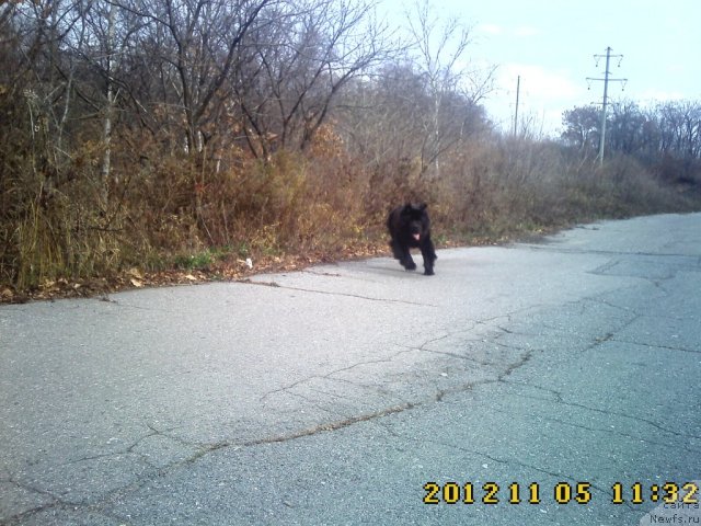 Фото: ньюфаундленд Несси Блэк с  Лесной Заимки