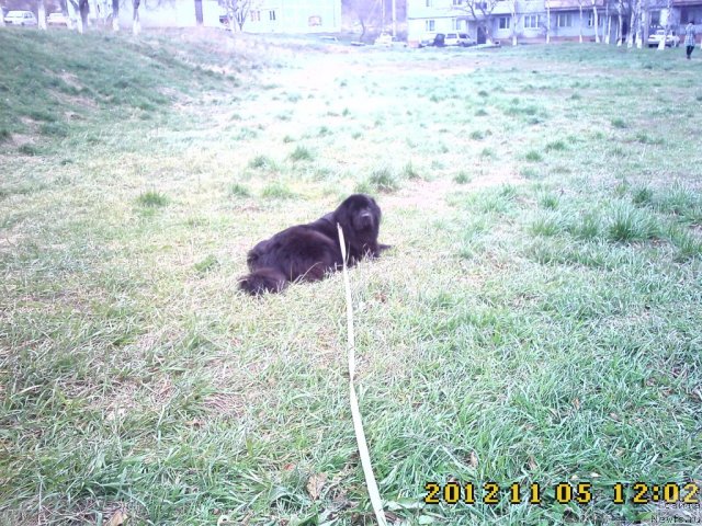 Фото: ньюфаундленд Несси Блэк с  Лесной Заимки