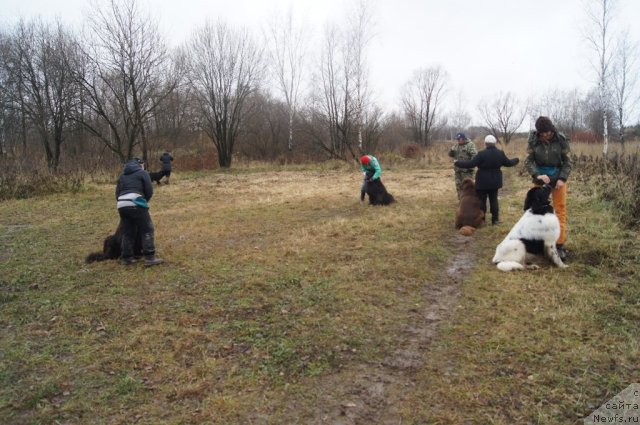 Фотография № 110155