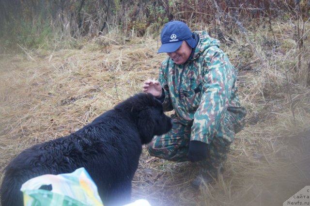 Фото: ньюфаундленд Бегущая по Волнам Фогет Ми Нот, инструктор Александр Бурмистров