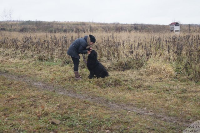 Фото: Александра Фетисова, ньюфаундленд Бегущая по Волнам Фогет Ми Нот