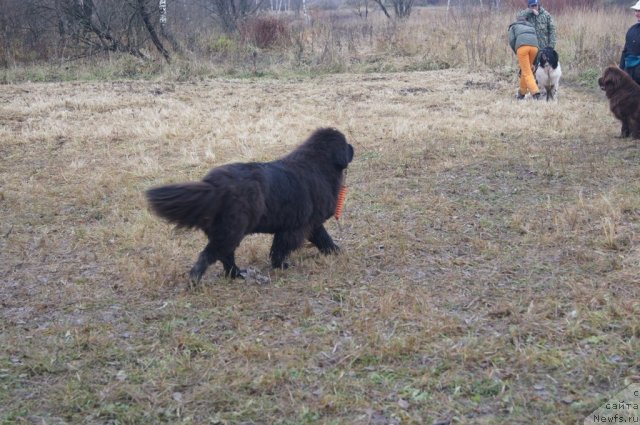 Фотография № 110171