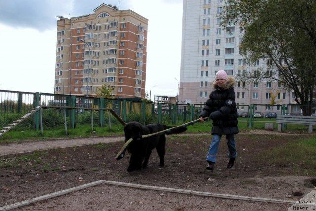 Фото: ньюфаундленд Донатс Прайд Бэт Мидлер