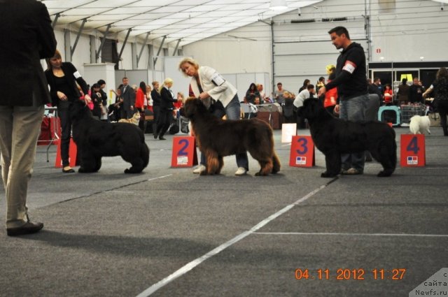 Фото: ньюфаундленд Goldbears Eloveena Girl, ньюфаундленд Newettas Vanessa, ньюфаундленд Private Cast Princess in Pink