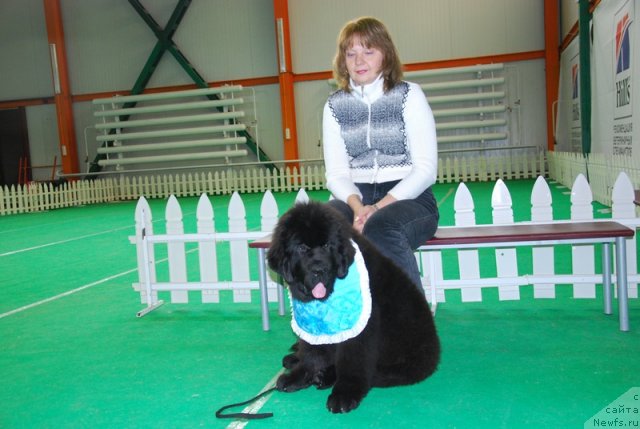 Фото: ньюфаундленд Аз Труэ Бегущая по Волнам Династия Совершенства (As True for Beguschaya po Volnam Dinastiya Soverchenstva), Галина Костюхова