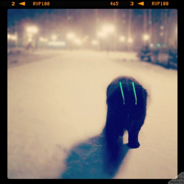 Фото: ньюфаундленд Северус Тобиас Снегг