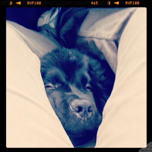 Фото: ньюфаундленд Северус Тобиас Снегг