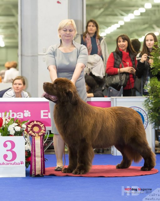 Фото: ньюфаундленд Акватория Келвин Редс Бегин энд Вин (Aquatoriya Kelvin Reds Begin and Win)