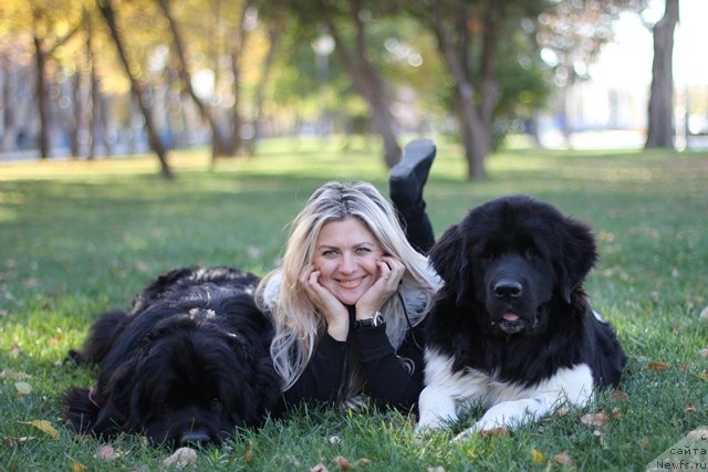 Фото: ньюфаундленд Вом Ватерфалл Лэнд Ай Тодор (Vom Waterfall Land Ay Todor), ньюфаундленд Черный Шарм Ванкувер, Елена Горбунова