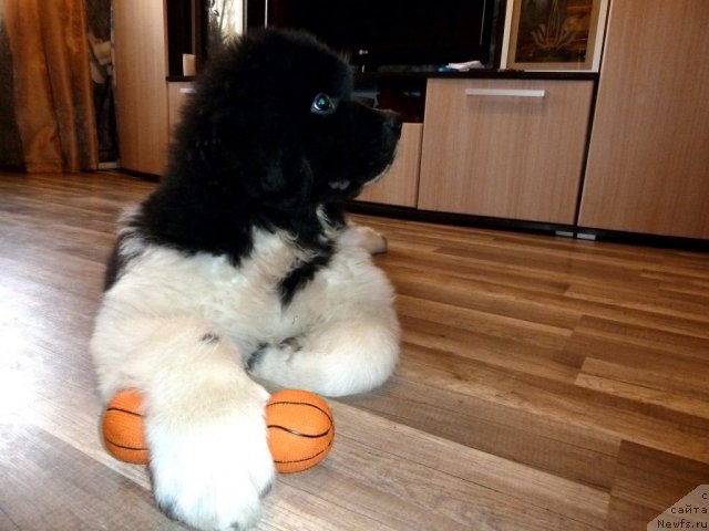 Фото: ньюфаундленд Фиаметтахауз Примо Орсо Нео