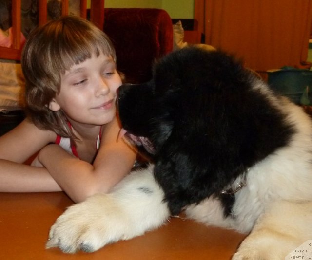 Фото: ньюфаундленд Фиаметтахауз Примо Орсо Нео