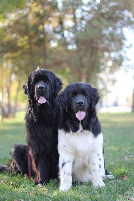 Фотография № 110204