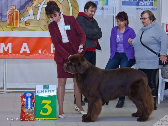 Фото: ньюфаундленд Акватория Келвин Ройал Тедди Беар (Aquatoriya Kelvin Royal Teddy Bear), Юлиана Никифорова