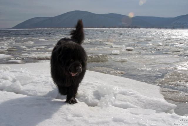 Фото: ньюфаундленд Юган с Тоянова Городка (Ygan s Toyanova Gorodka)