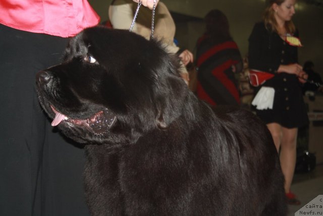 Фото: ньюфаундленд Сказочная Кроха Медисон (Skazochnaya Kroha Medison)