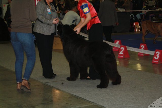 Фото: ньюфаундленд Сказочная Кроха Медисон (Skazochnaya Kroha Medison)