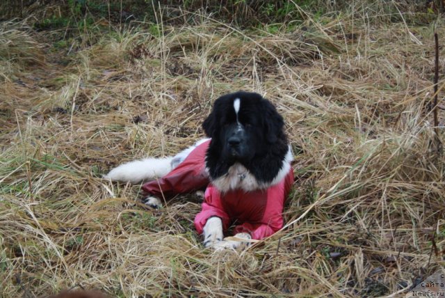 Фото: ньюфаундленд Сказочная Кроха Прелестная Блонди