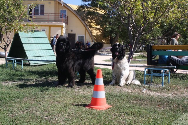 Фото: ньюфаундленд Сказочная Кроха Прелестная Блонди, ньюфаундленд Дюрбахлер Клаб Аль Почино