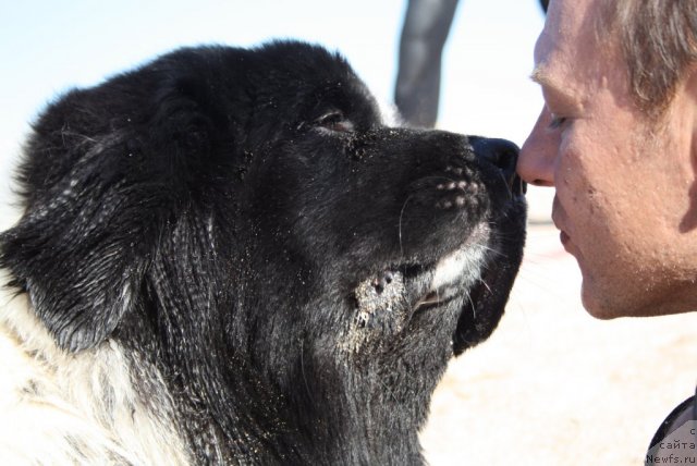 Фото: ньюфаундленд Сказочная Кроха Прелестная Блонди, Галина Артюшина