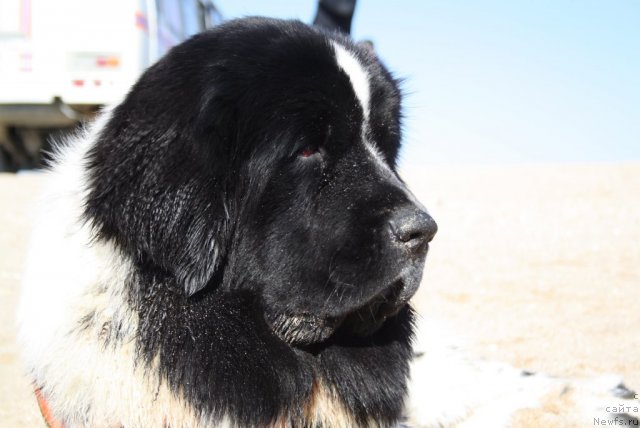 Фото: ньюфаундленд Сказочная Кроха Прелестная Блонди