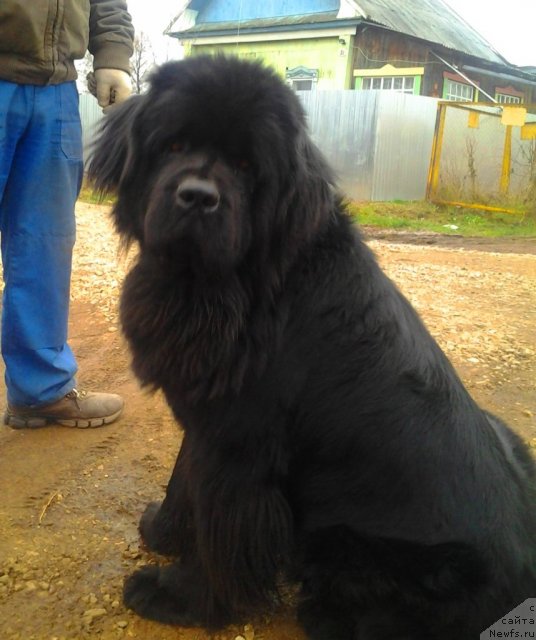 Фото: ньюфаундленд Их Высочество Владлена Маджикс