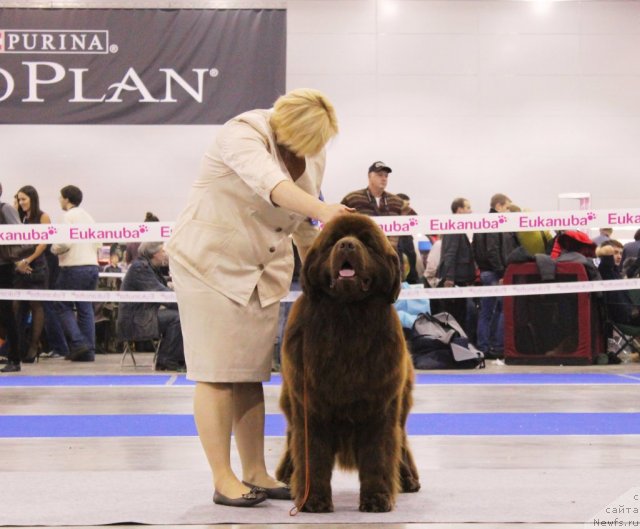 Фото: ньюфаундленд Акватория Келвин Редс Бегин энд Вин (Aquatoriya Kelvin Reds Begin and Win)
