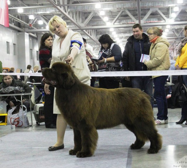 Фото: ньюфаундленд Акватория Келвин Редс Бегин энд Вин (Aquatoriya Kelvin Reds Begin and Win)