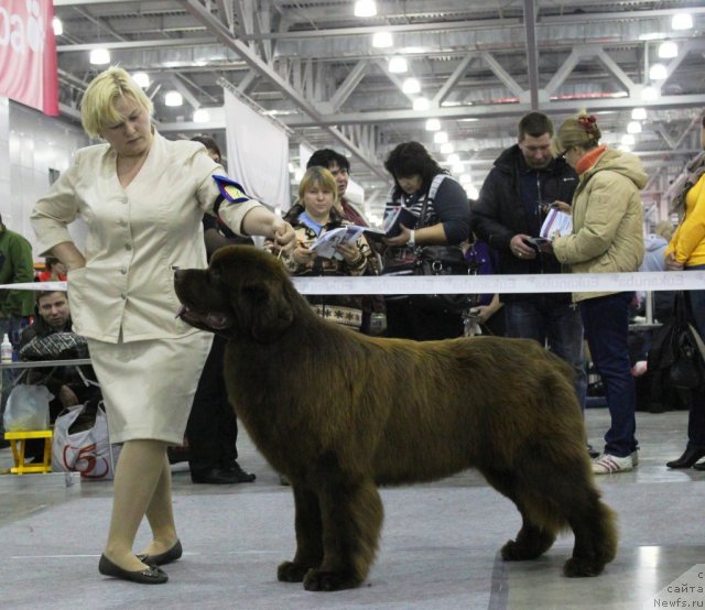 Фото: ньюфаундленд Акватория Келвин Редс Бегин энд Вин (Aquatoriya Kelvin Reds Begin and Win)