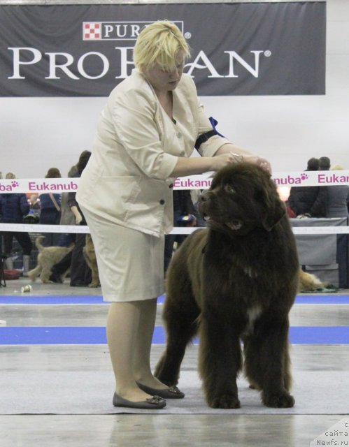 Фото: ньюфаундленд Акватория Келвин Райз Афтэ Ми (Aquatoriya Kelvin Rise After Me)