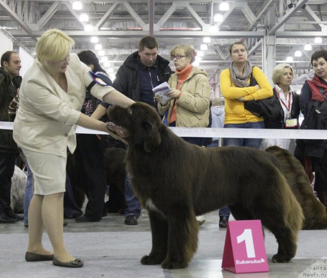 Фото: ньюфаундленд Акватория Келвин Райз Афтэ Ми (Aquatoriya Kelvin Rise After Me)