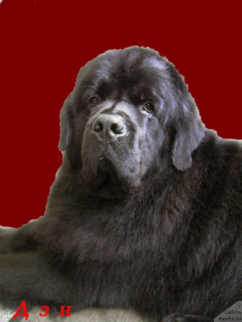 Фото: ньюфаундленд Zhdanny Syn Vialiki Miadzvedz