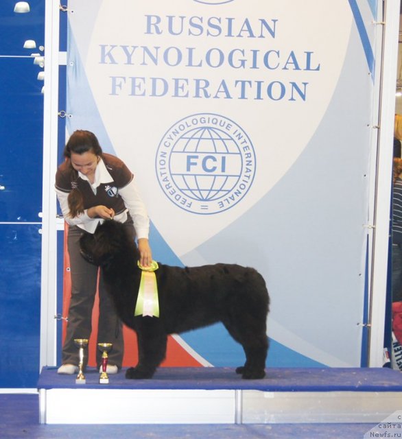 Фото: ньюфаундленд Бегущая по Волнам Фогет Ми Нот, Александра Фетисова