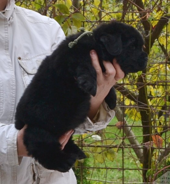 Фото: Щенки п-ка 