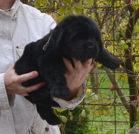 Фото: Щенки п-ка 