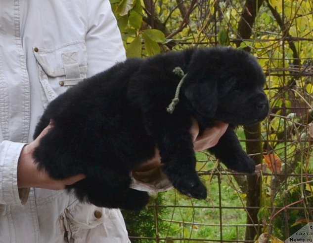 Фото: Щенки п-ка 