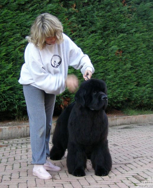 Фото: ньюфаундленд Жолли Вандерфулл из Медвежьего Яра (Zholli Wonderfull iz Medvejyego Yara), Milena Papale