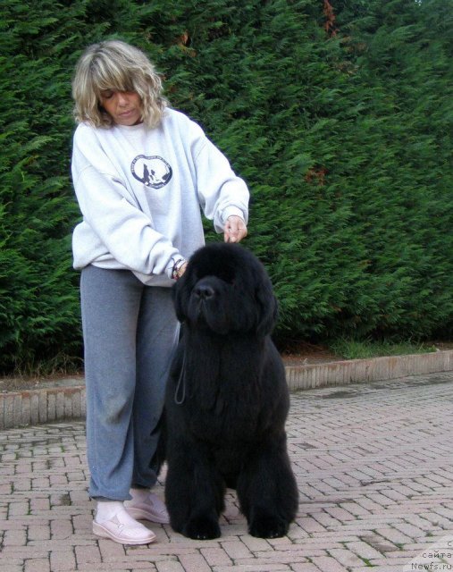 Фото: ньюфаундленд Жолли Вандерфулл из Медвежьего Яра (Zholli Wonderfull iz Medvejyego Yara), Milena Papale