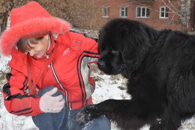 Фото: Виктория Федорова, ньюфаундленд Фиаметтахауз Нусакан