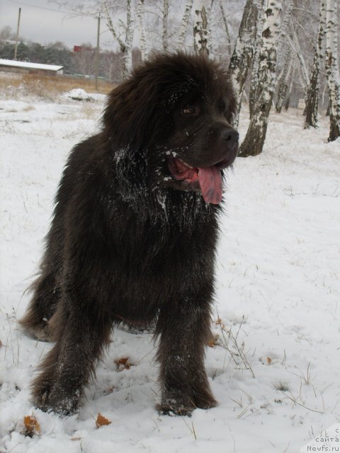 Фото: ньюфаундленд Аквамариновая Красотка для Марлеон