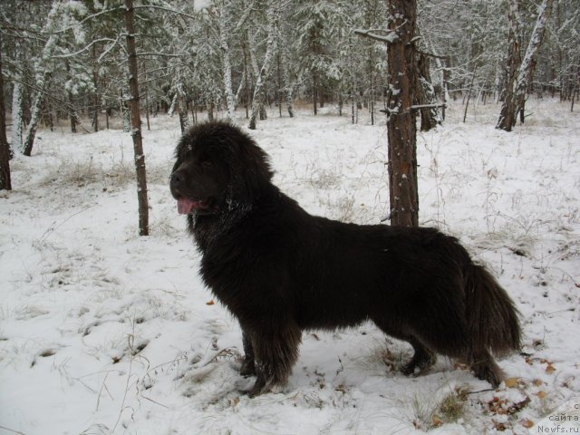 Фото: ньюфаундленд Аквамариновая Красотка для Марлеон