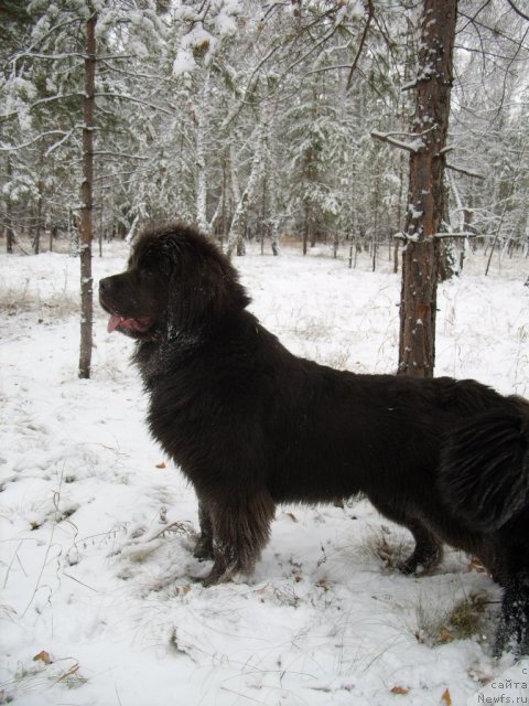 Фото: ньюфаундленд Аквамариновая Красотка для Марлеон