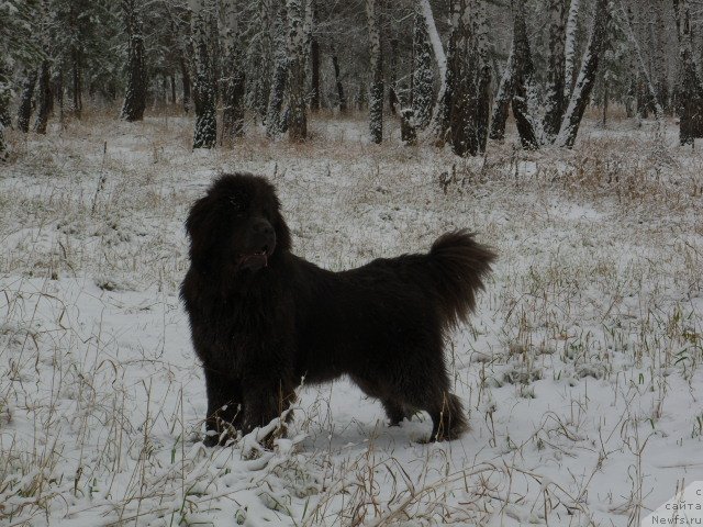 Фото: ньюфаундленд Аквамариновая Красотка для Марлеон
