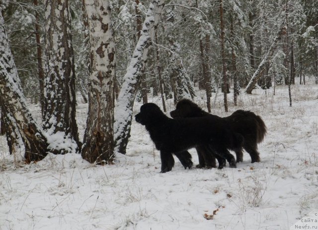 Фото: ньюфаундленд Княжна в Черном от Марлеон Дусвик, ньюфаундленд Аквамариновая Красотка для Марлеон