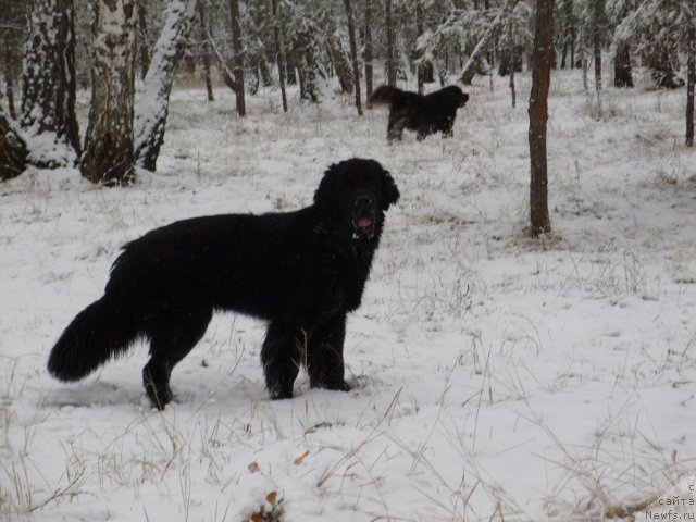 Фото: ньюфаундленд Княжна в Черном от Марлеон Дусвик