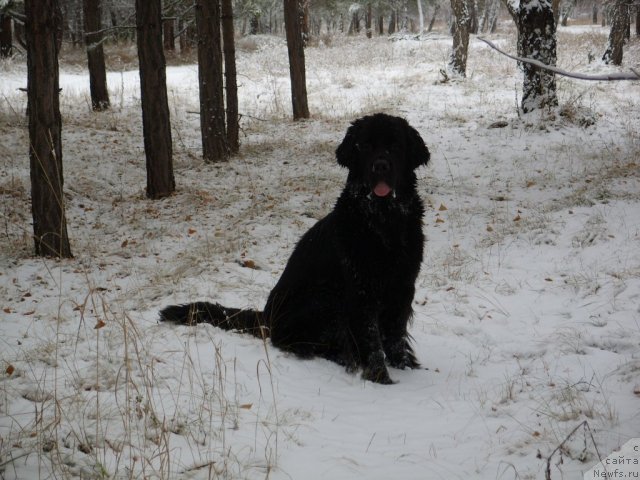 Фото: ньюфаундленд Княжна в Черном от Марлеон Дусвик