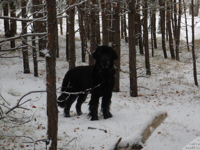 Фото: ньюфаундленд Княжна в Черном от Марлеон Дусвик