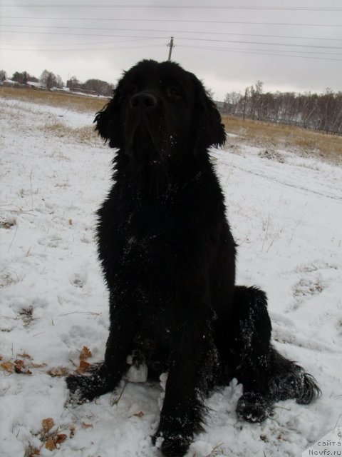 Фото: ньюфаундленд Княжна в Черном от Марлеон Дусвик